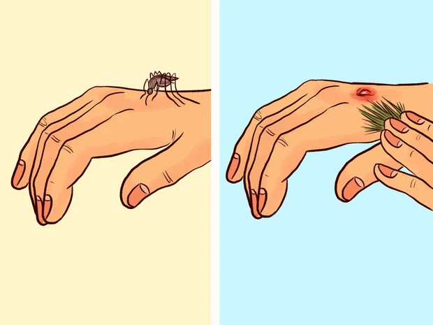 Cọ xát bàn tay với lá thông, sả để tránh bị muỗi đốt