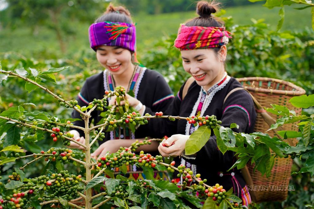Tour Ca phê Khe Sanh tại xã Hướng Phùng hấp dẫn du khách trải nghiệm