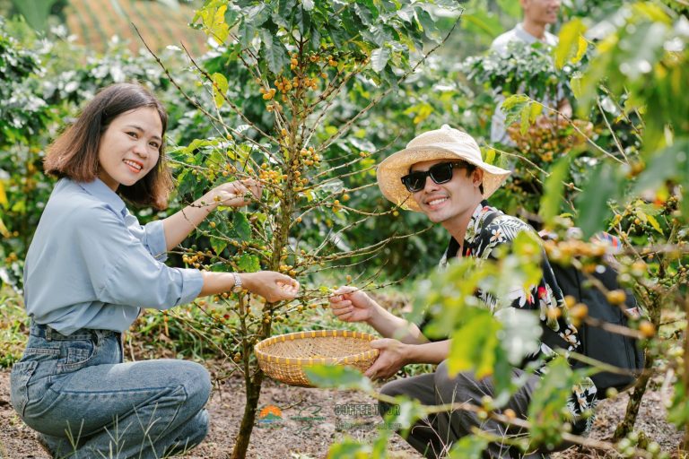 Du khách trải nghiệm hái cà phê tại vườn